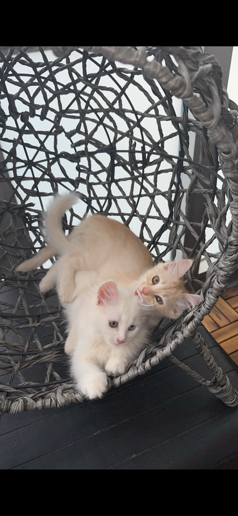 Adorables chatons disponibles 550 78711 Mantes-la-ville