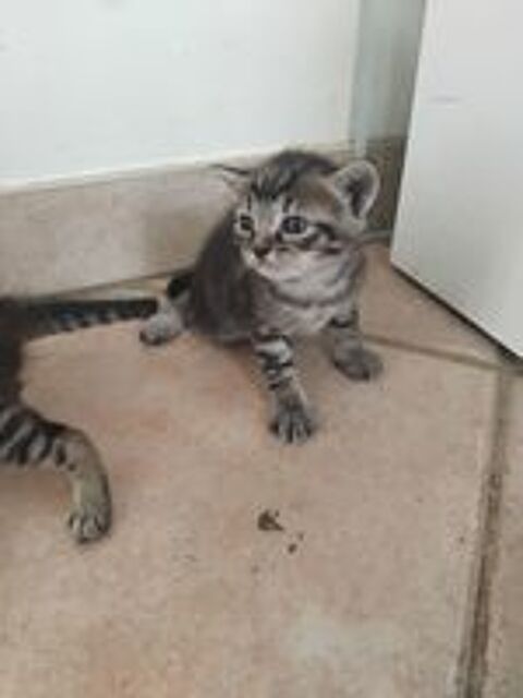   Donne chaton  