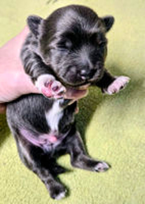   chihuahua 