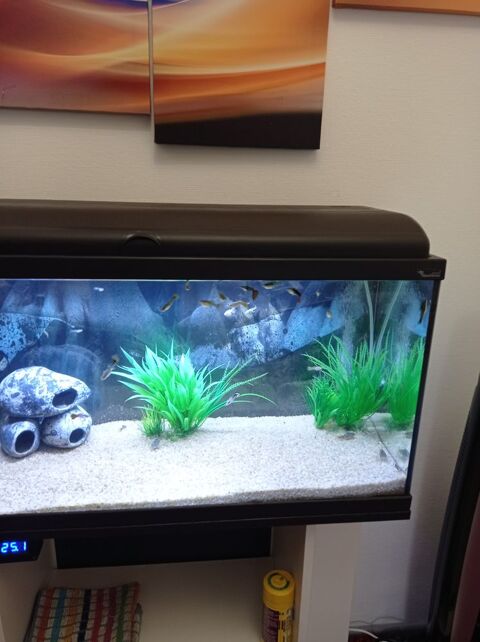aquarium tout equipe a neuf  90 litres 100 Plancher-les-Mines (70)
