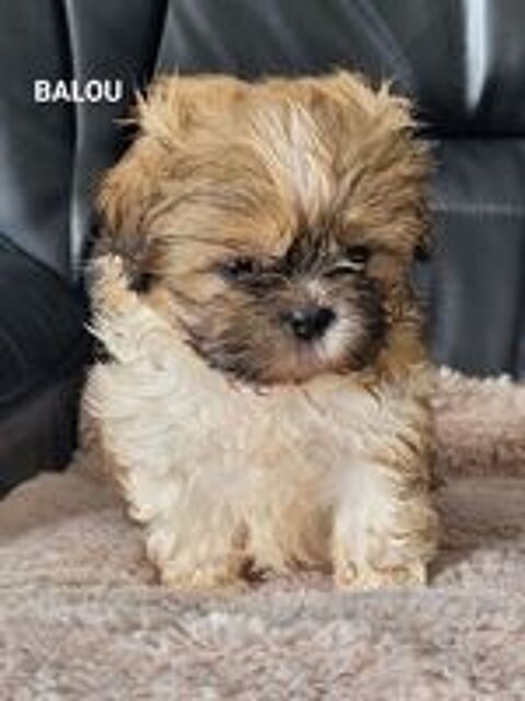   Shih Tzu 