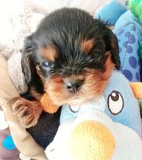   Jolis bb cavalier king charles lof disponibles !! 