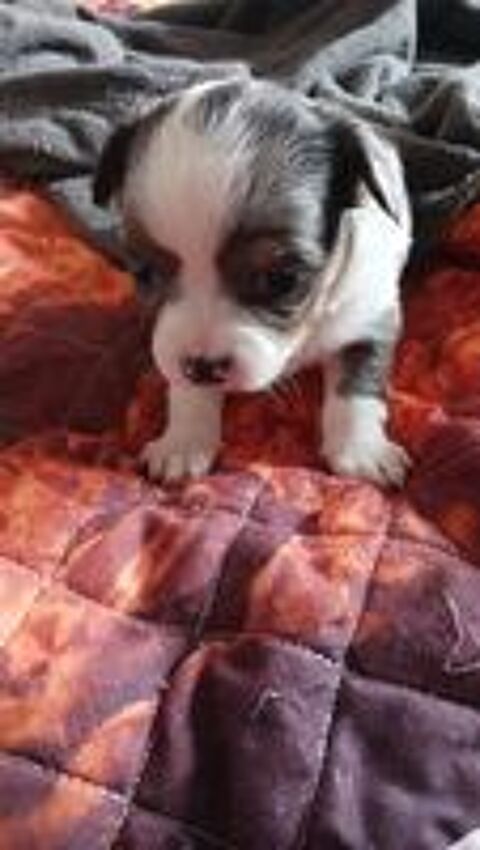   Chihuahas merle 