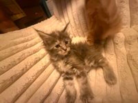   Maine coon  