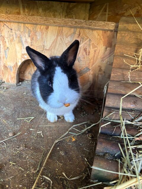 Lapin femelle nain gris et blanc yeux bleu 15 70700 Gy