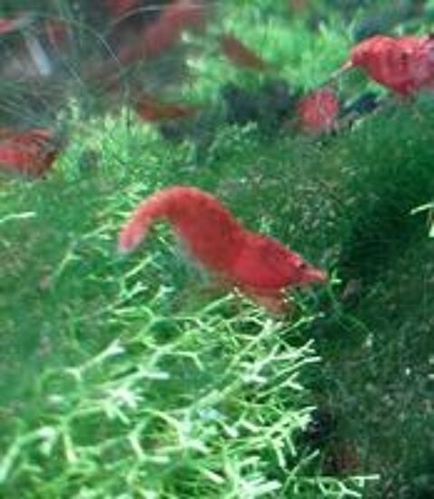  Crevette Red Fire.  