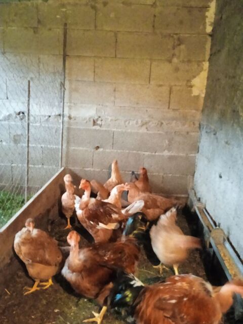  &eacute;levage particulier de chapons    16  euro le kilo 0 84240 La tour-d'aigues