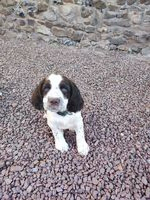   Chiots english springer spaniel 