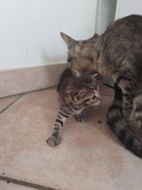   Donne chaton  