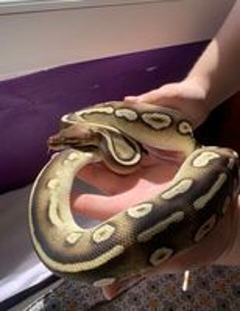   python regius 
