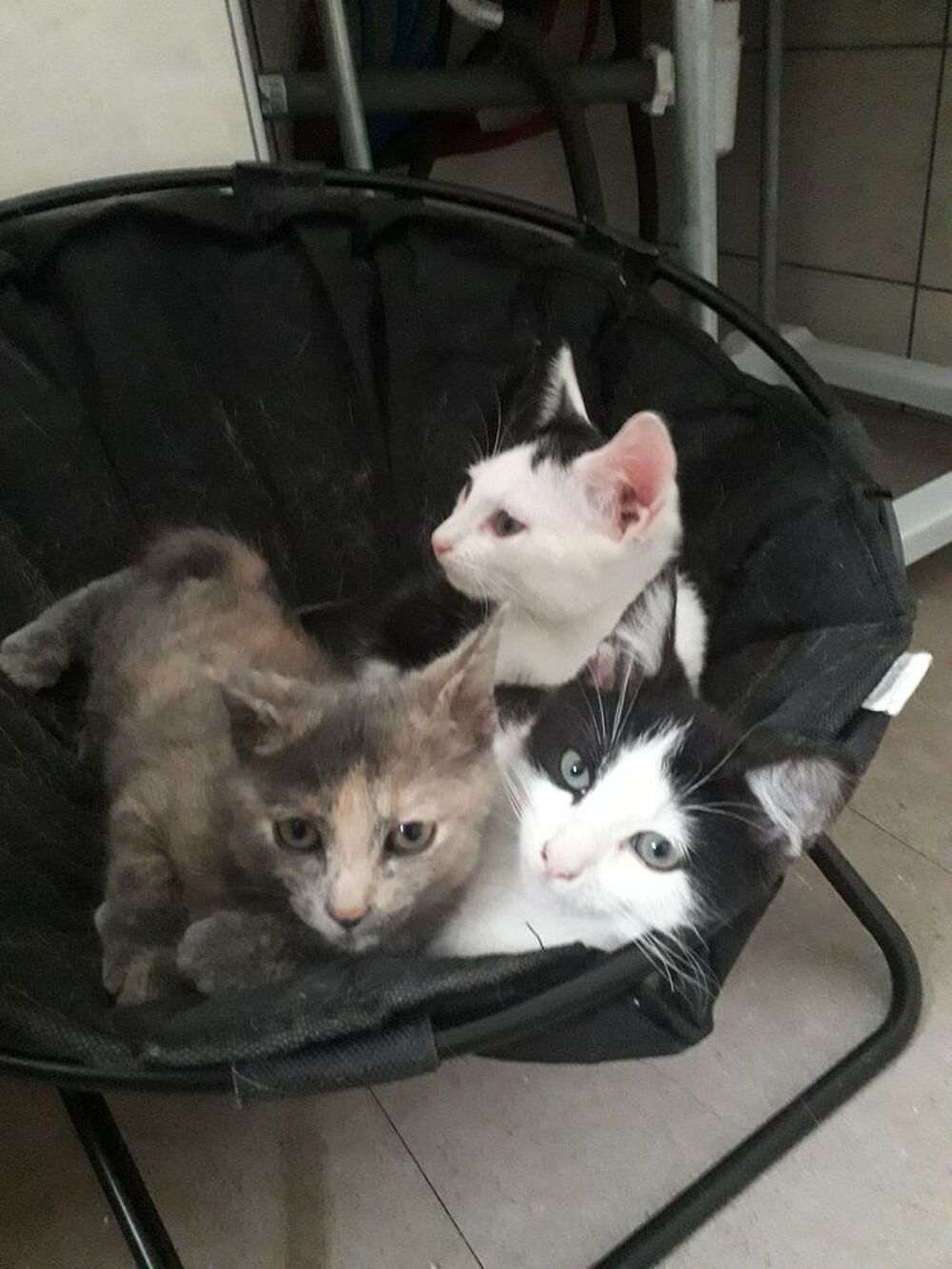   Chatons européens  