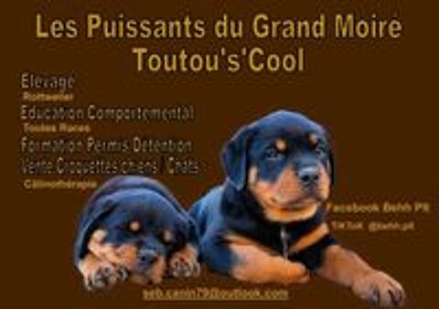   Chiots Rottweiler a réserver 