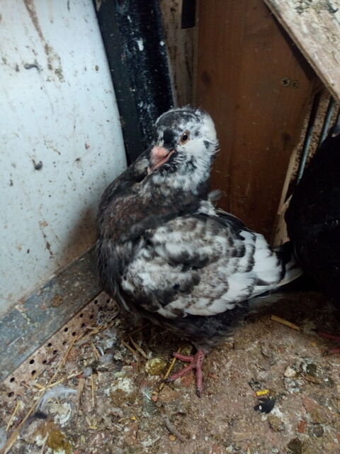 Pigeons sottobanca  cauchois 0 62000 Arras