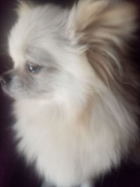 Spitz Femelle Naine 0 66000 Perpignan