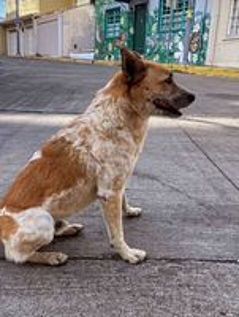   Garde de chiens à domicile, Visites chez vous 