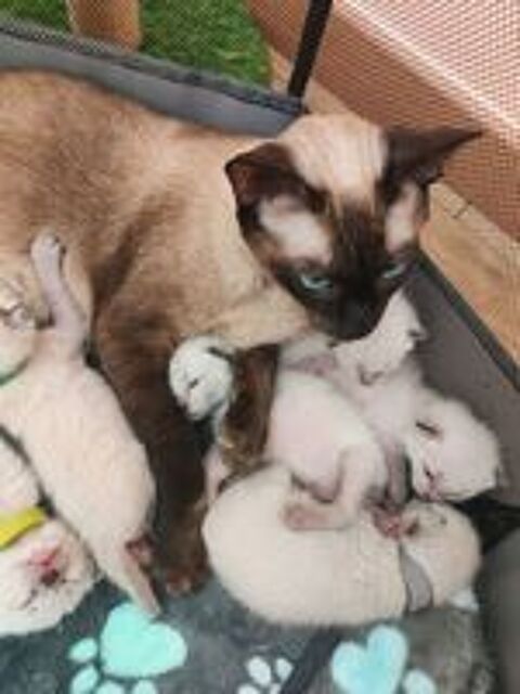   Chaton siamois 