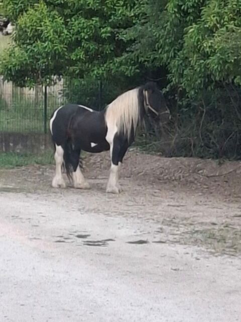 Cheval  irishop  étalon 13440 Cabannes