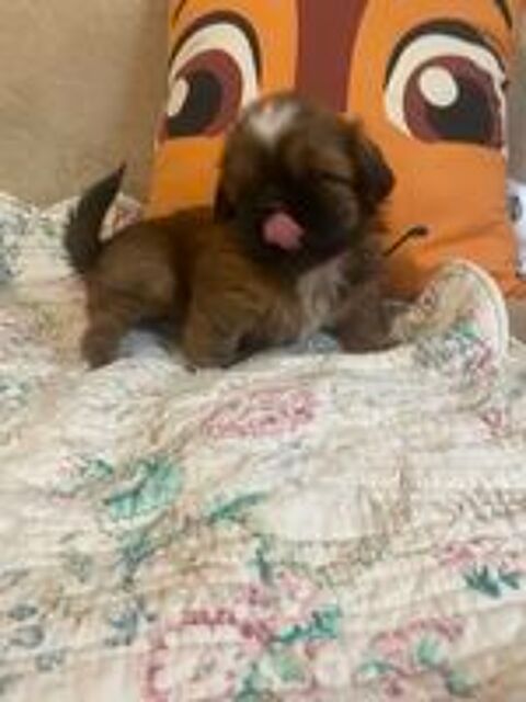   adorables bébés shih tzu 