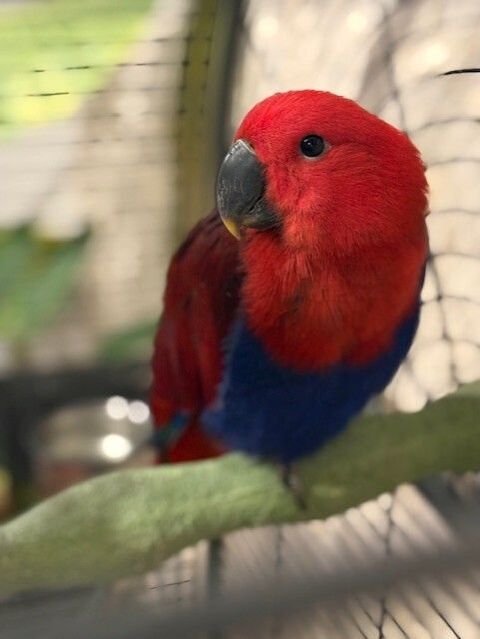 Eclectus femelle 650 41140 M�hers