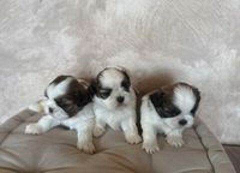   À réserver bébé shih tzu.  