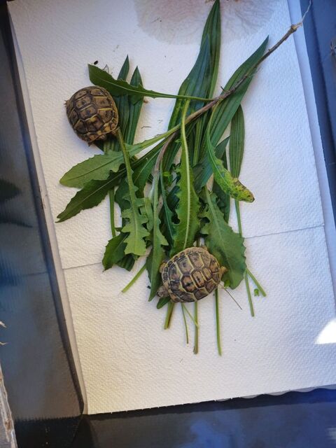2 tortues de terre n&eacute;es en ao&ucirc;t 2025 50 30670 Aigues-vives