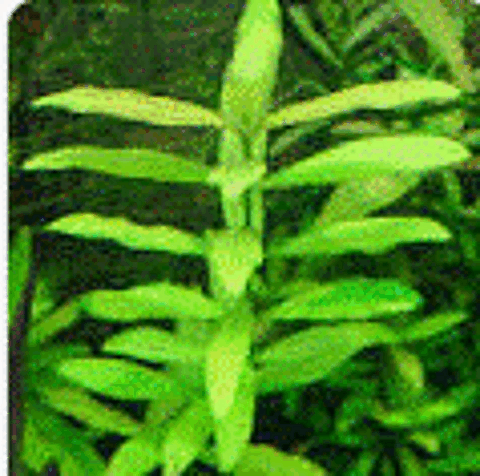 Hygrophila corymbasis
(plante d'aquarium d'eau douce) 69380 Les chres