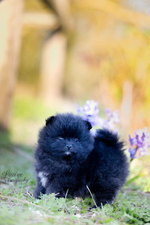 spitz nain pom&eacute;ranien 1200 59550 Taisni�res-en-thi�rache