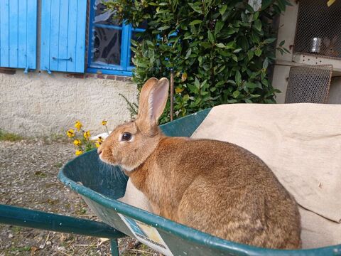 Lapine reproductive 20 77118 Bazoches-lès-bray