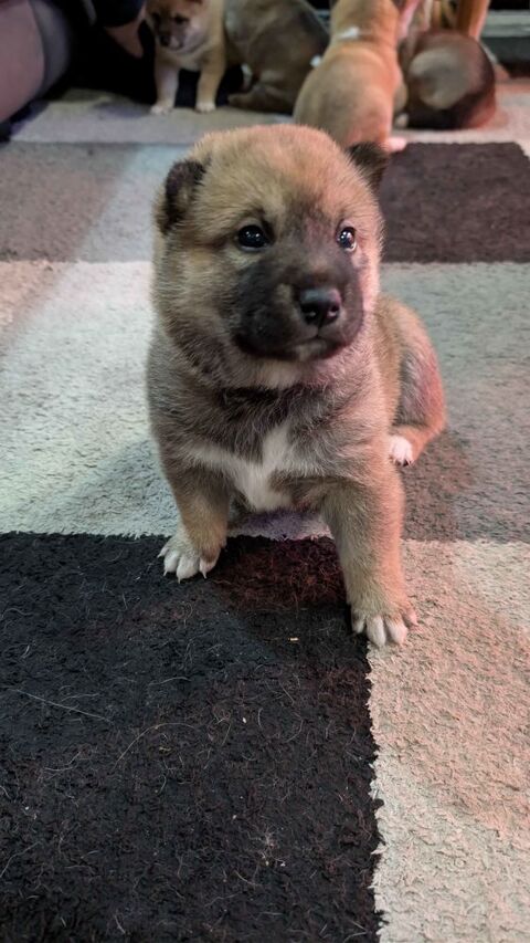 Shiba 1000 59200 Tourcoing