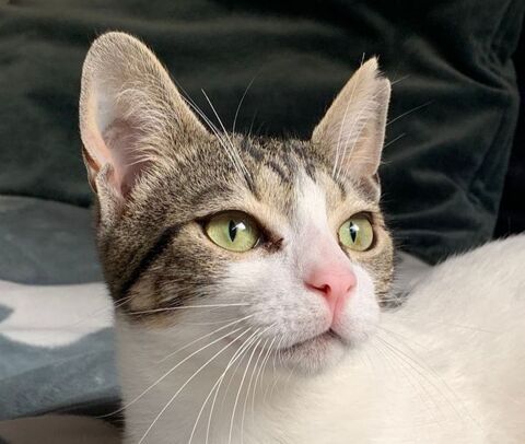 MANOLIN 230 27620 Gasny