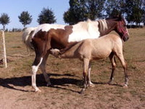   AV Poulain OC 2025 de couleur Isabelle 