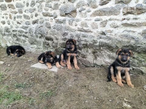  CHIOTS BERGER ALLEMAND 650 53150 Montsûrs