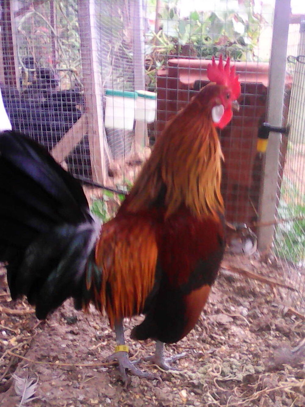   oeufs fécondés 