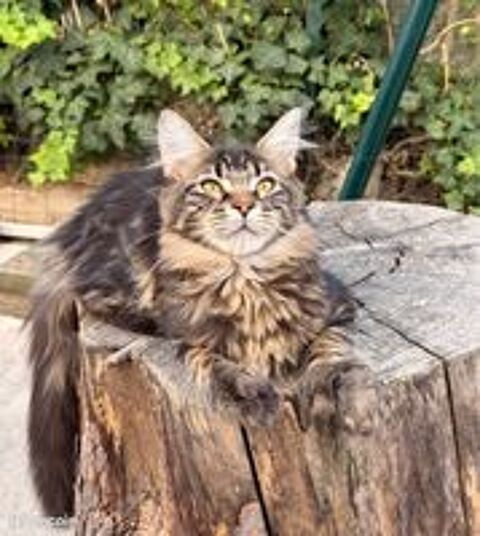   Femelle Maine Coon LOOF polydactyle aux quatre pattes 