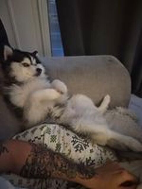   Recherche saillie dans  le 06 pour pomsky 