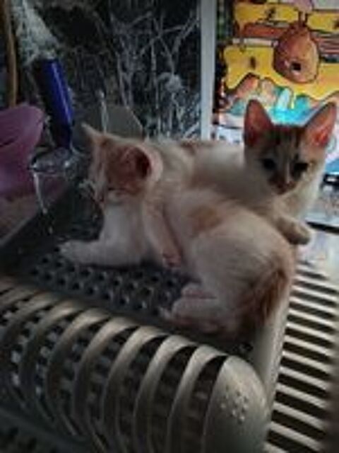   Chaton maine coon  