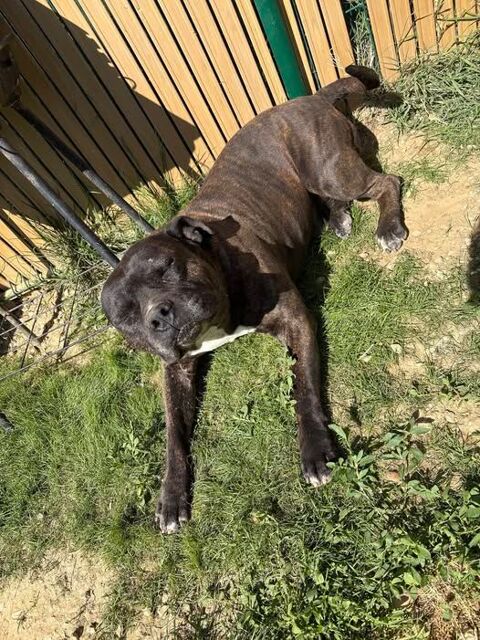 Chien KRATOS à l adoption 210 26600 Chanos-curson