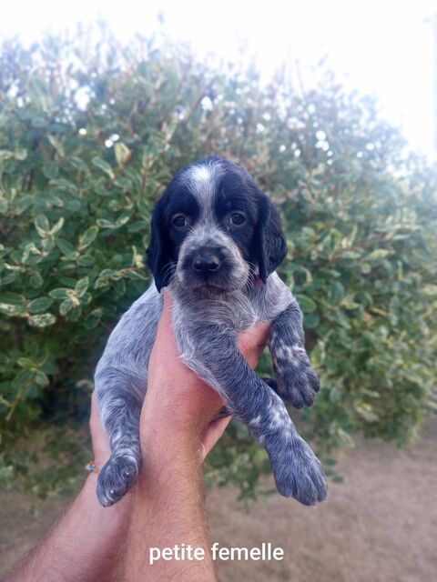 Chiots &Eacute;pagneul Bleu de Picardie 800 28800 Le gault-saint-denis