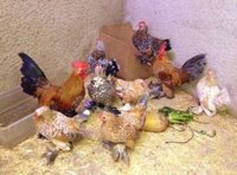   A saisir poules coq gros poussins de pure race sabelpoot 