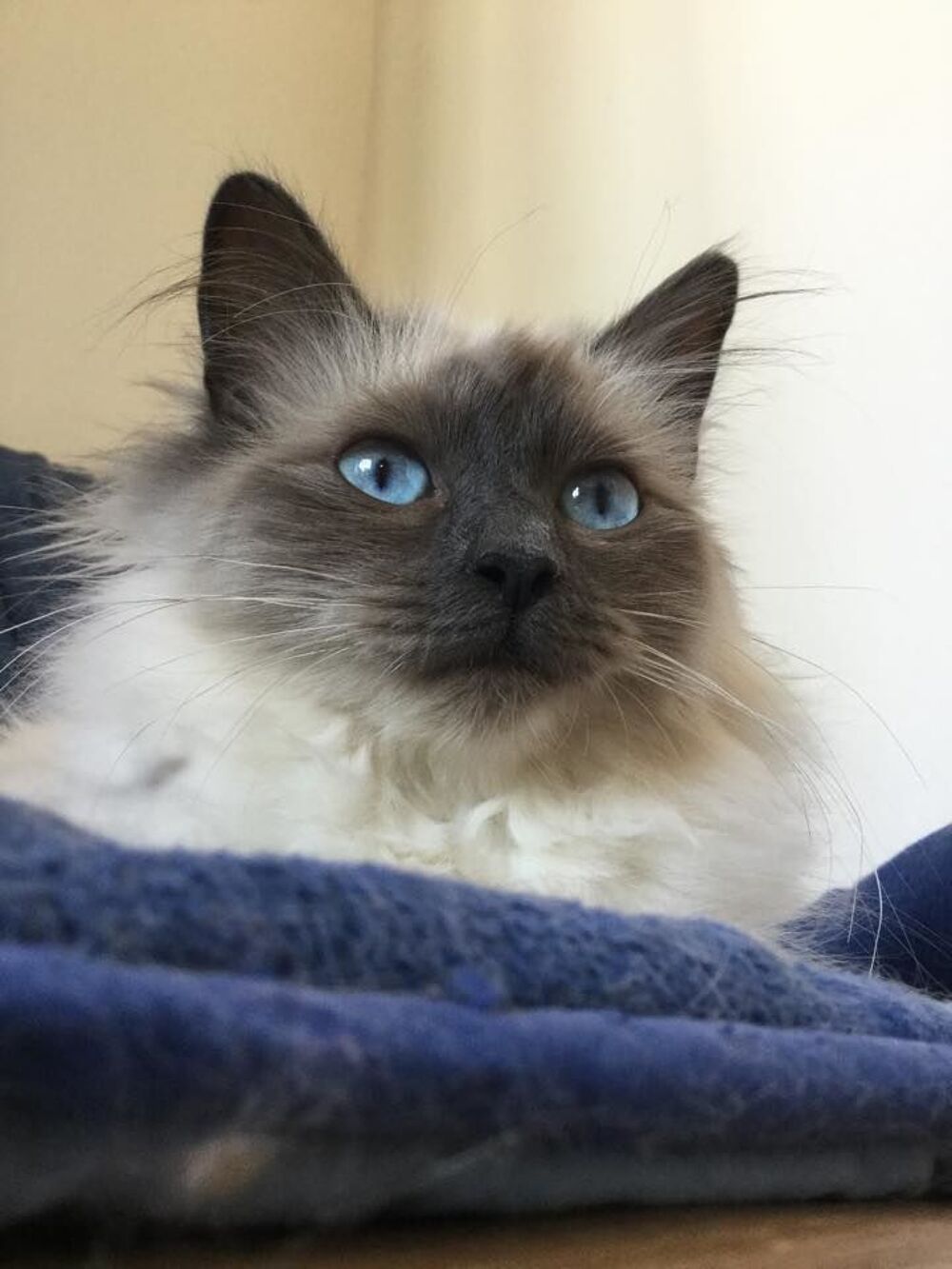   à réserver croisés birman/sibérien 