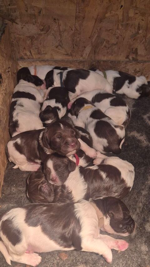 Chiots Springer Spaniel 800 62116 Bucquoy
