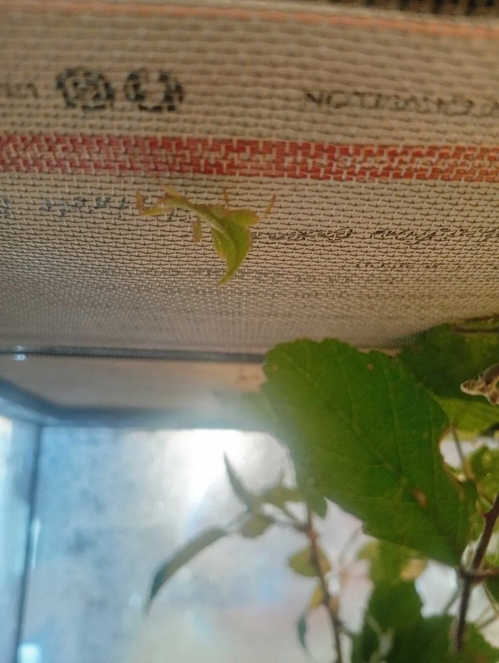 b&eacute;b&eacute;s phasmes feuilles / phyllium philippinicum Jardin