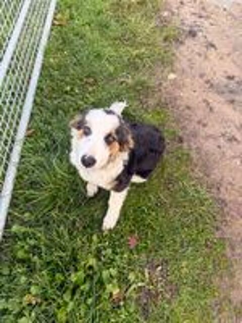   Jolie border collie mâle  