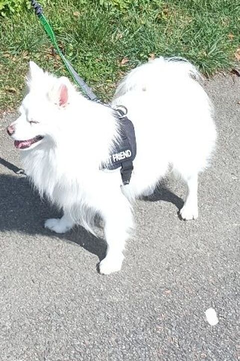 DONNE MÂLE SPITZ BLANC ADULTE CONTRE BONS SOINS, AMOUR 0 17000 La rochelle