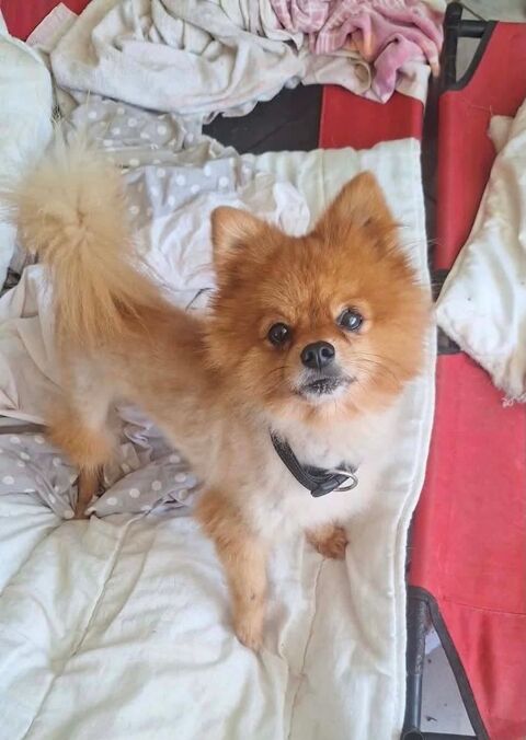 TILOU, un super petit chien 350 50000 Baudre
