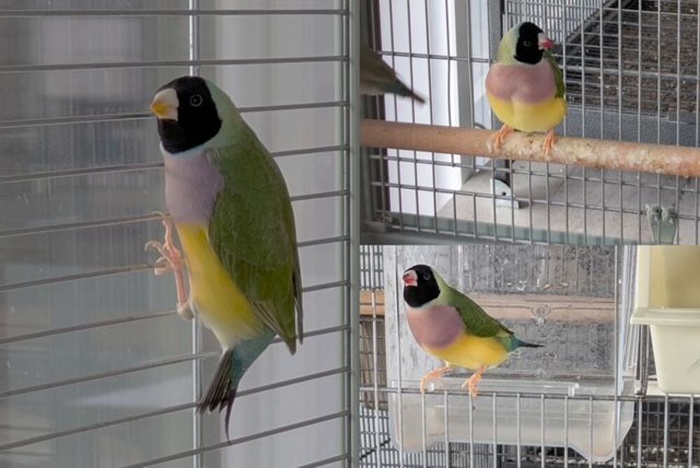   Diamant de Gould  