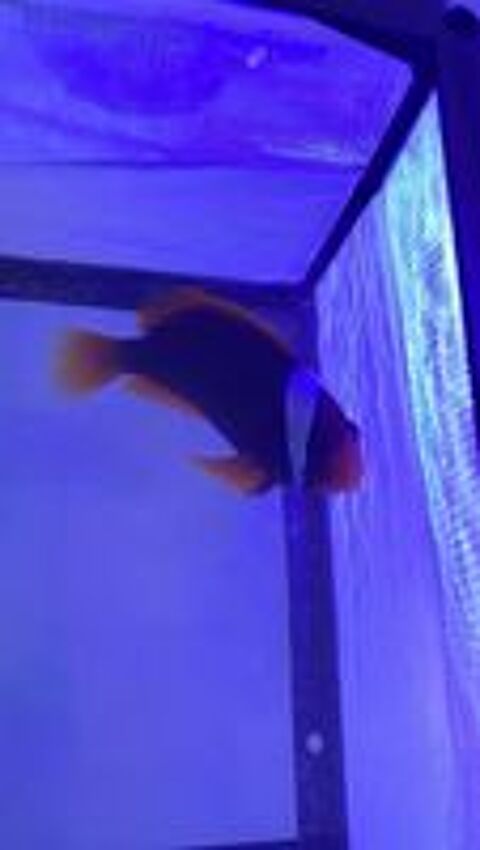  Poisson clown frenatus  