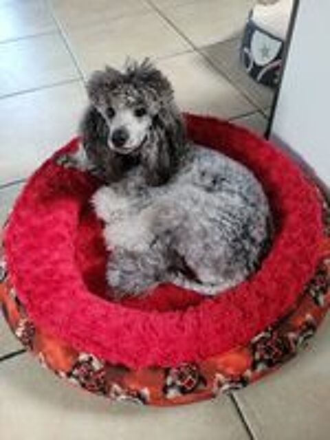   Recherche caniche moyen loft avec test adn pour saillie  