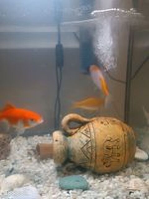   Poissons Rouges 