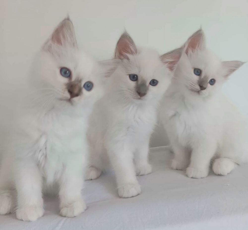   Chaton sacré de Birmanie non LOOF 